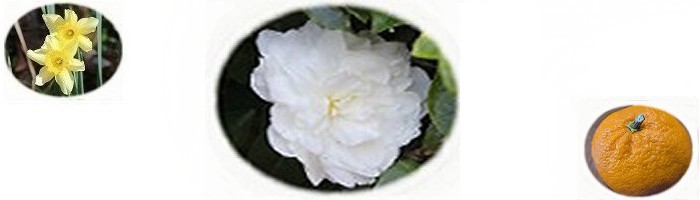 �G�߂̃��b�Z�[�W�@�` �~�̉Ԗ��i�͂Ȃ݁j�I �`