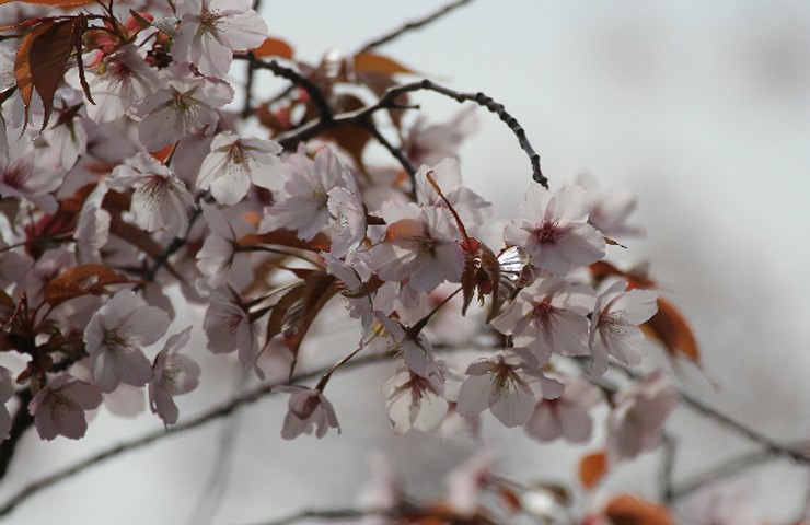 丁子桜