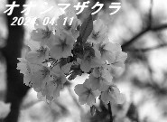 山前公園　丁子桜