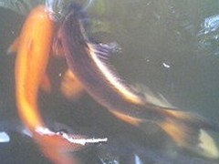 紅花資料館の鯉