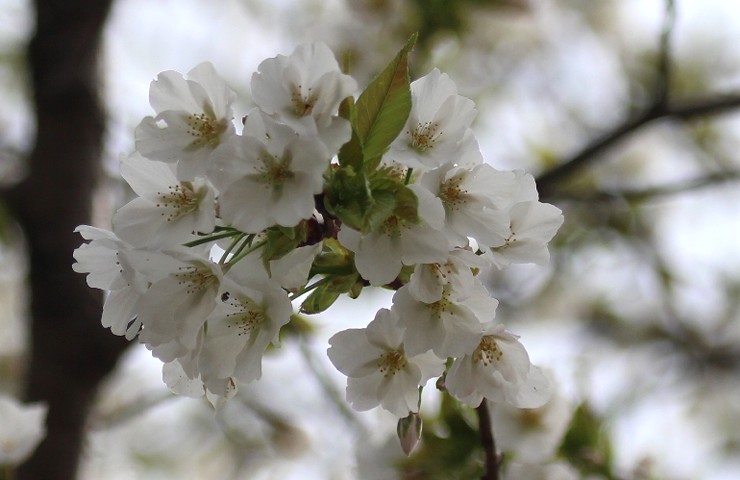 丁子桜
